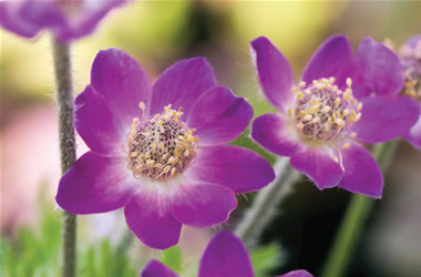 Cutleaf Anemone Annabella Deep Rose