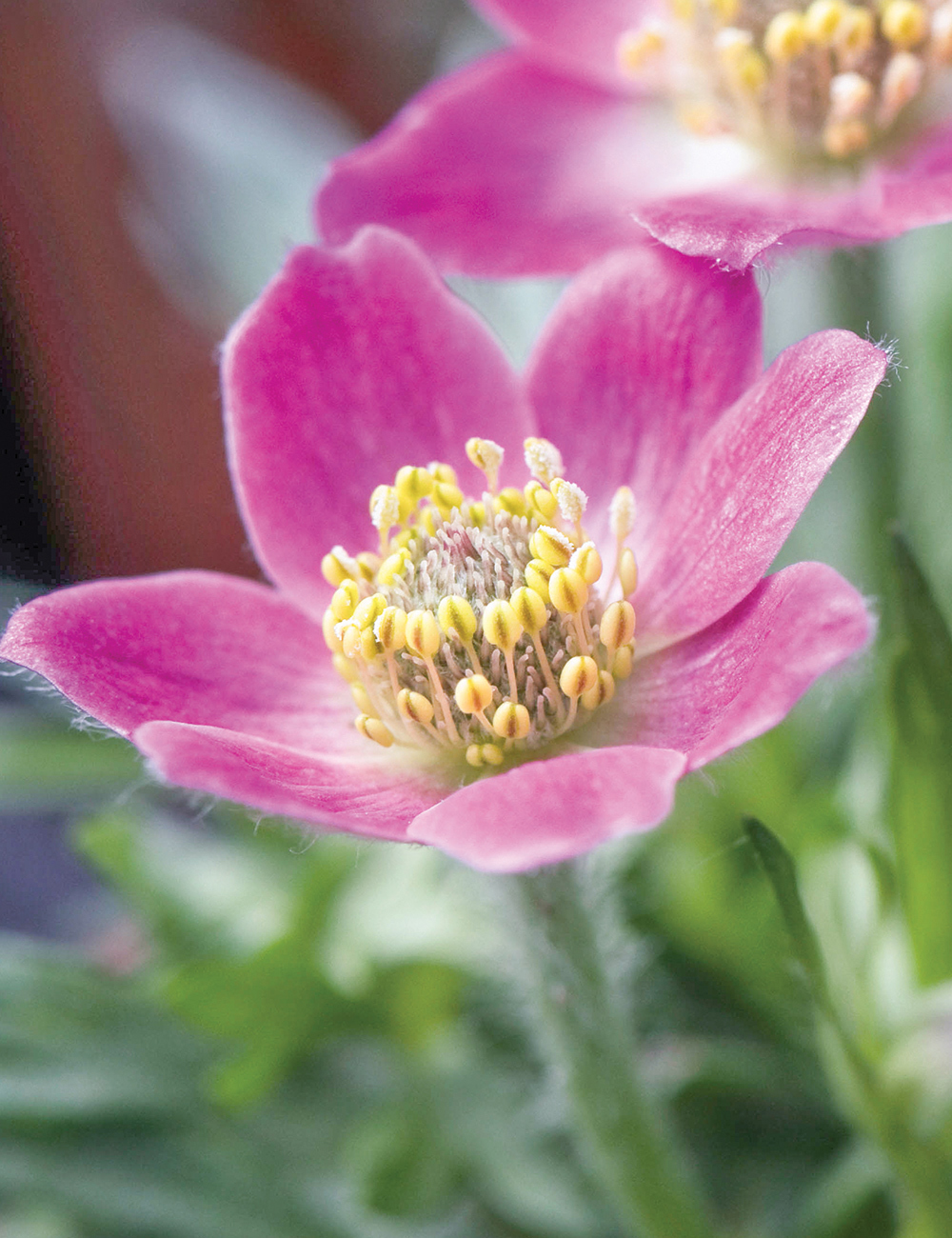 Cutleaf Anemone 'Rubra'