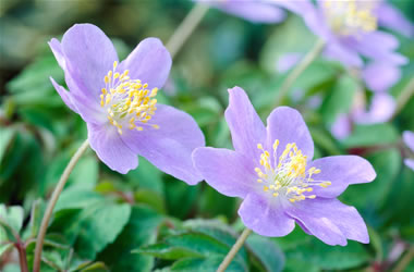 Wood Anemone Blue Bonnet