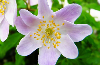 Wood Anemone Pentre Pink
