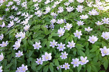 Wood Anemone Robinsoniana