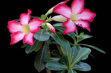 The Desert Rose