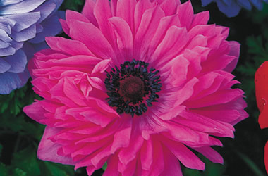 (2B) Anemone St Brigid Pink