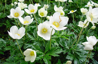 Snow Drop Anemone