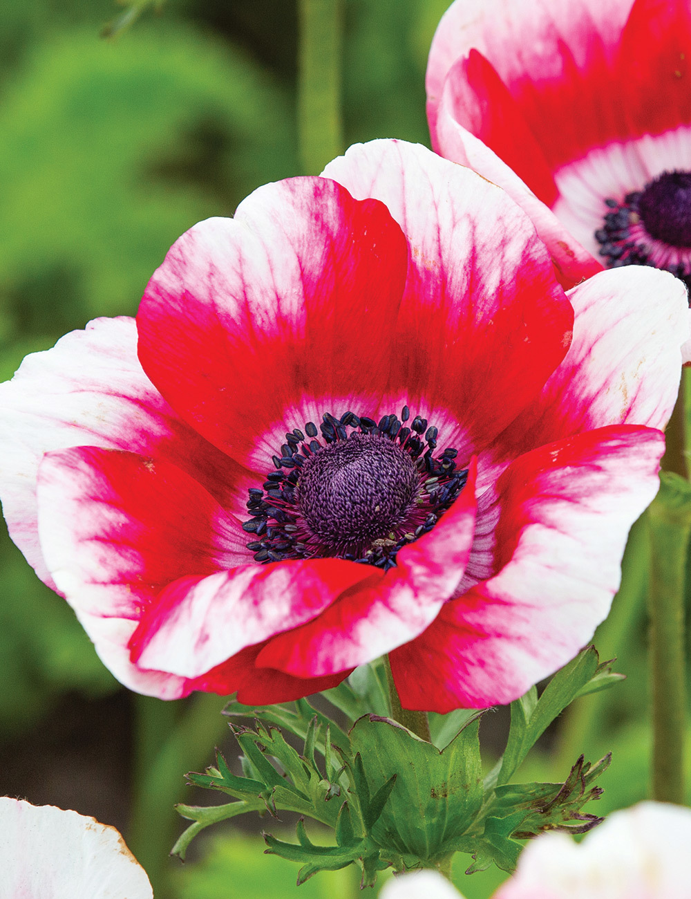 Anemone Mistral Bicolour