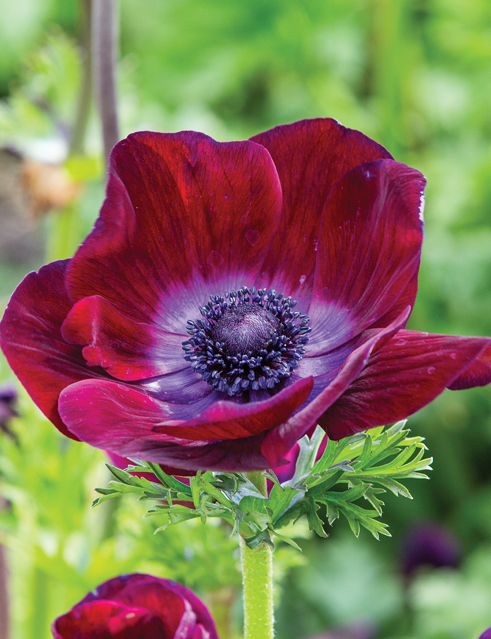 Anemone Minstral 'Bordeaux'