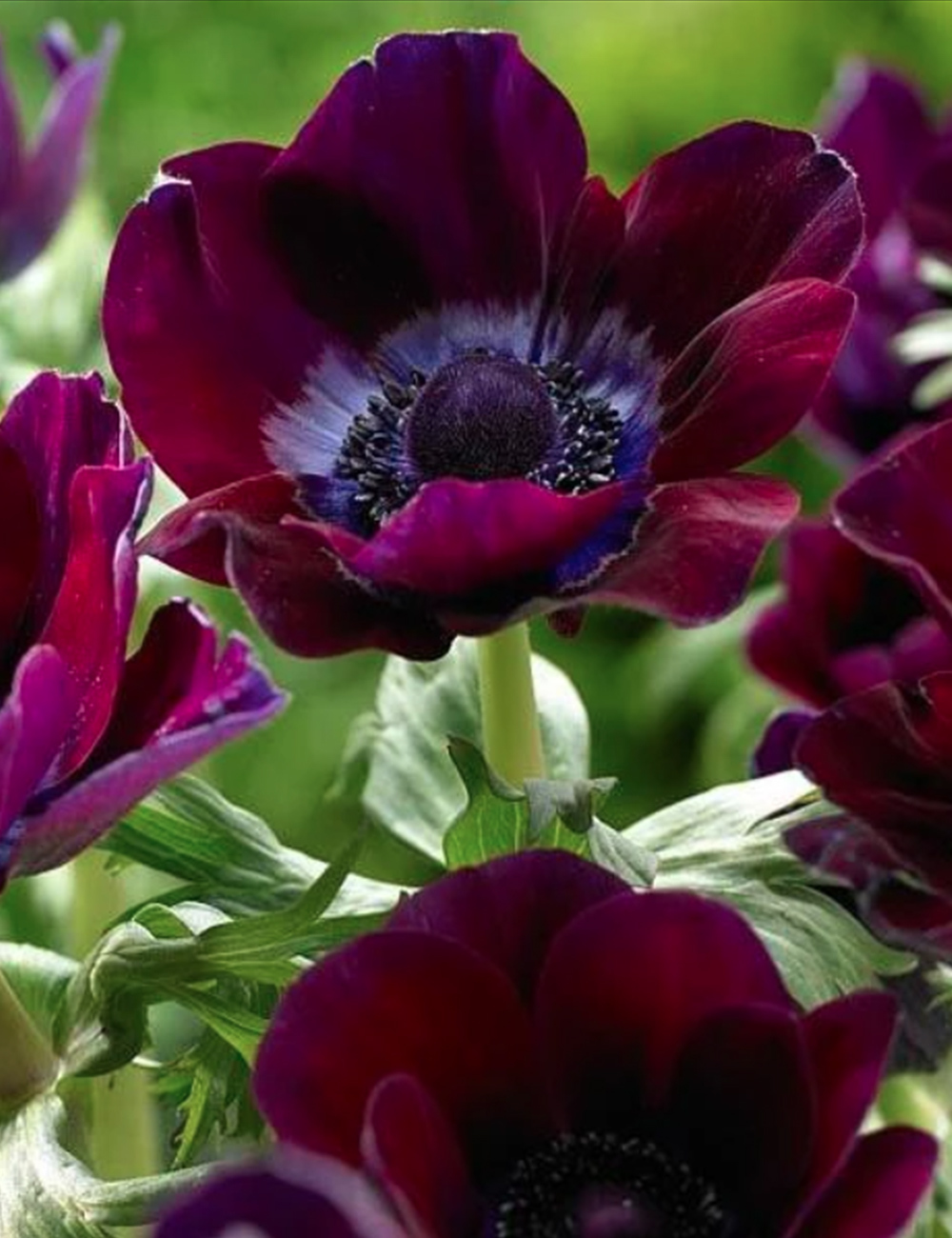 Mistral Anemone Burgundy