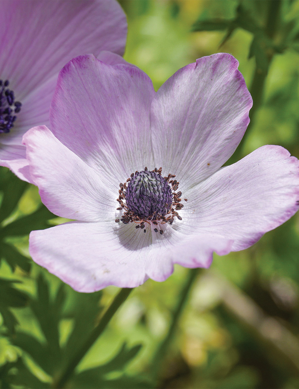 Mistral Anemone 'Blush'