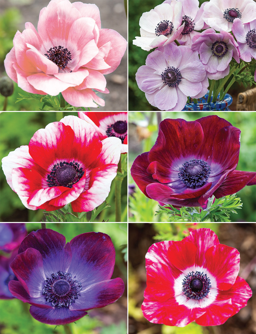 Anemone Mistral Collection