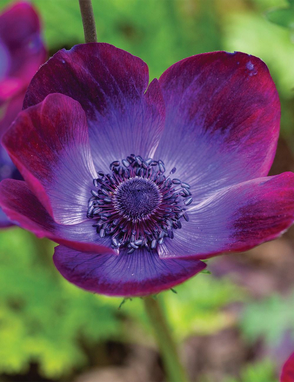 Anemone Mistral Grape