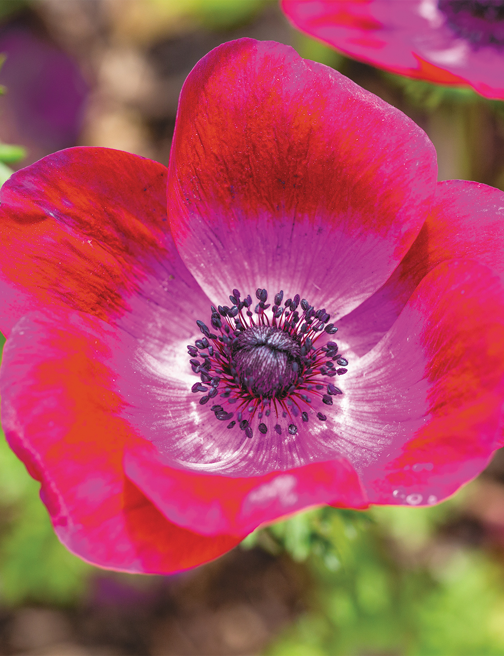 Anemone Mistral Magenta