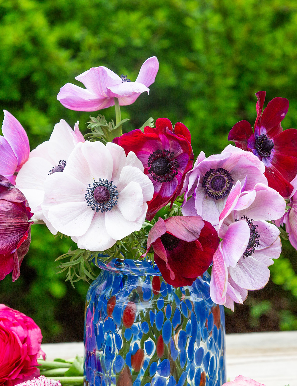 Anemone Mistral Mixed