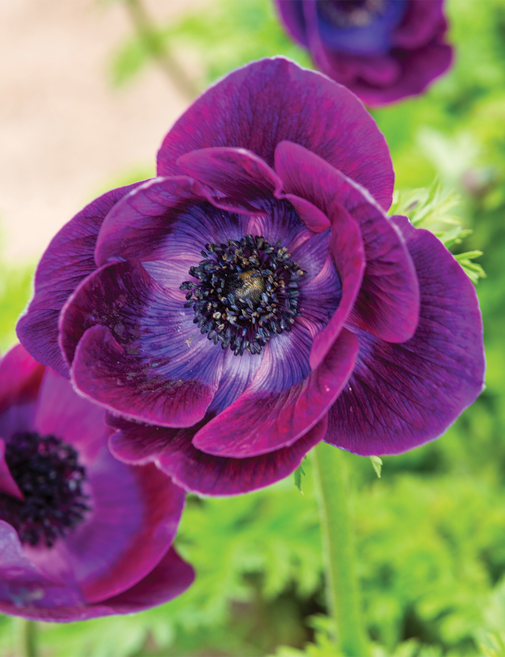 Mistral Anemone 'Port Wine'