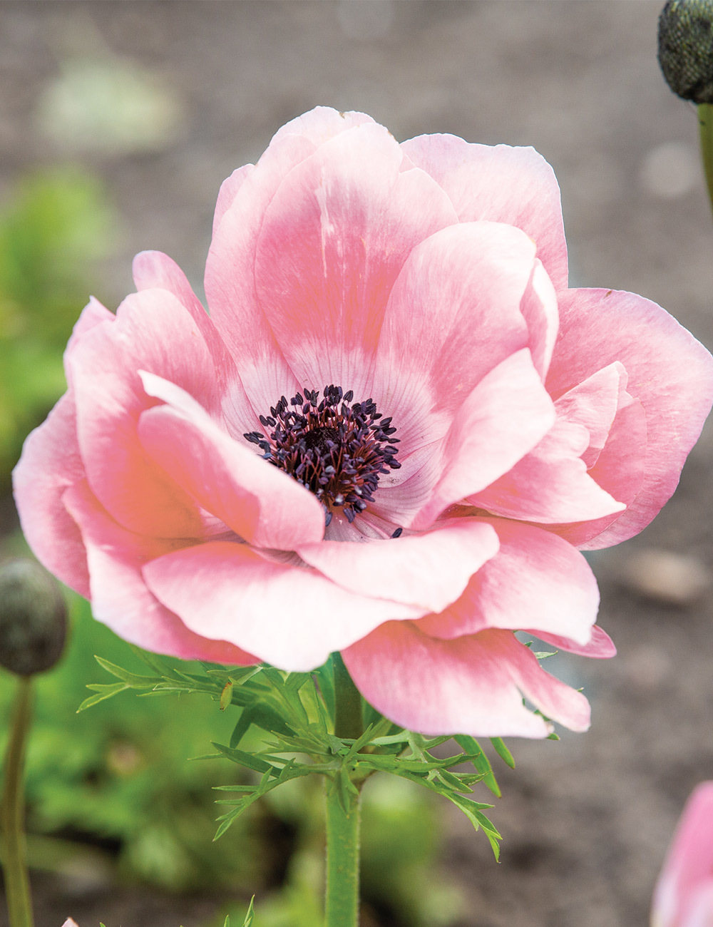 Anemone Mistral Rosa