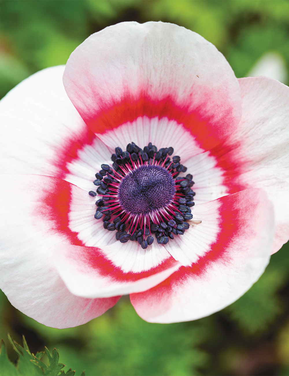 Anemone Mistral Rosso Sfumato