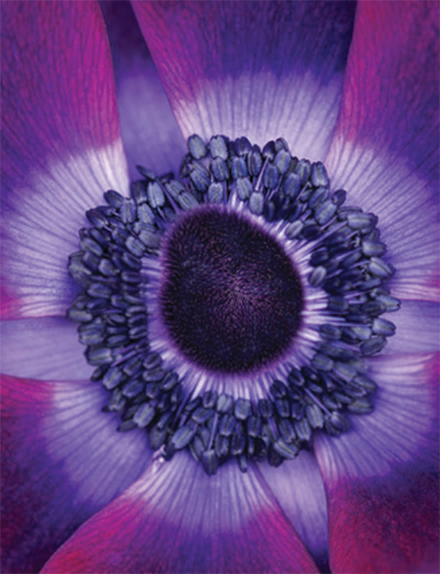 Anemone Mistral Vinato