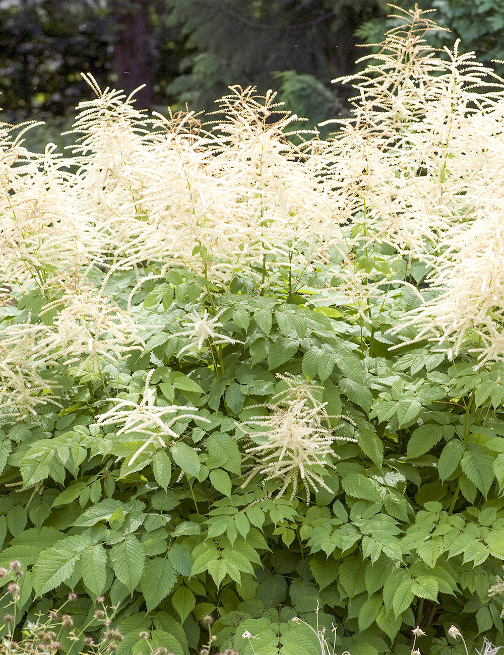 Aruncus Zweiweltenkind