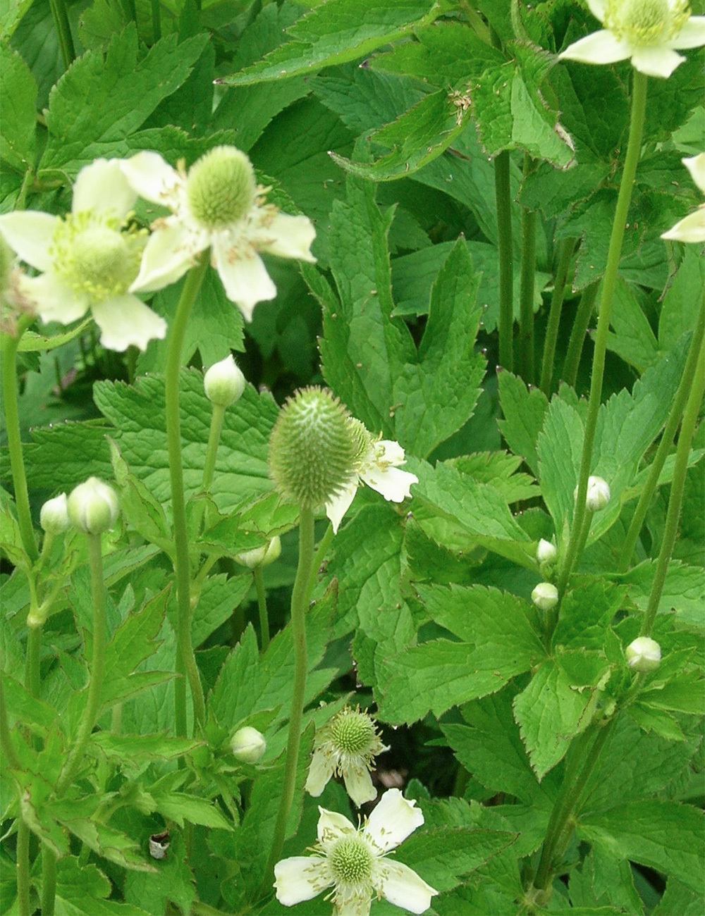 Candle Anemone