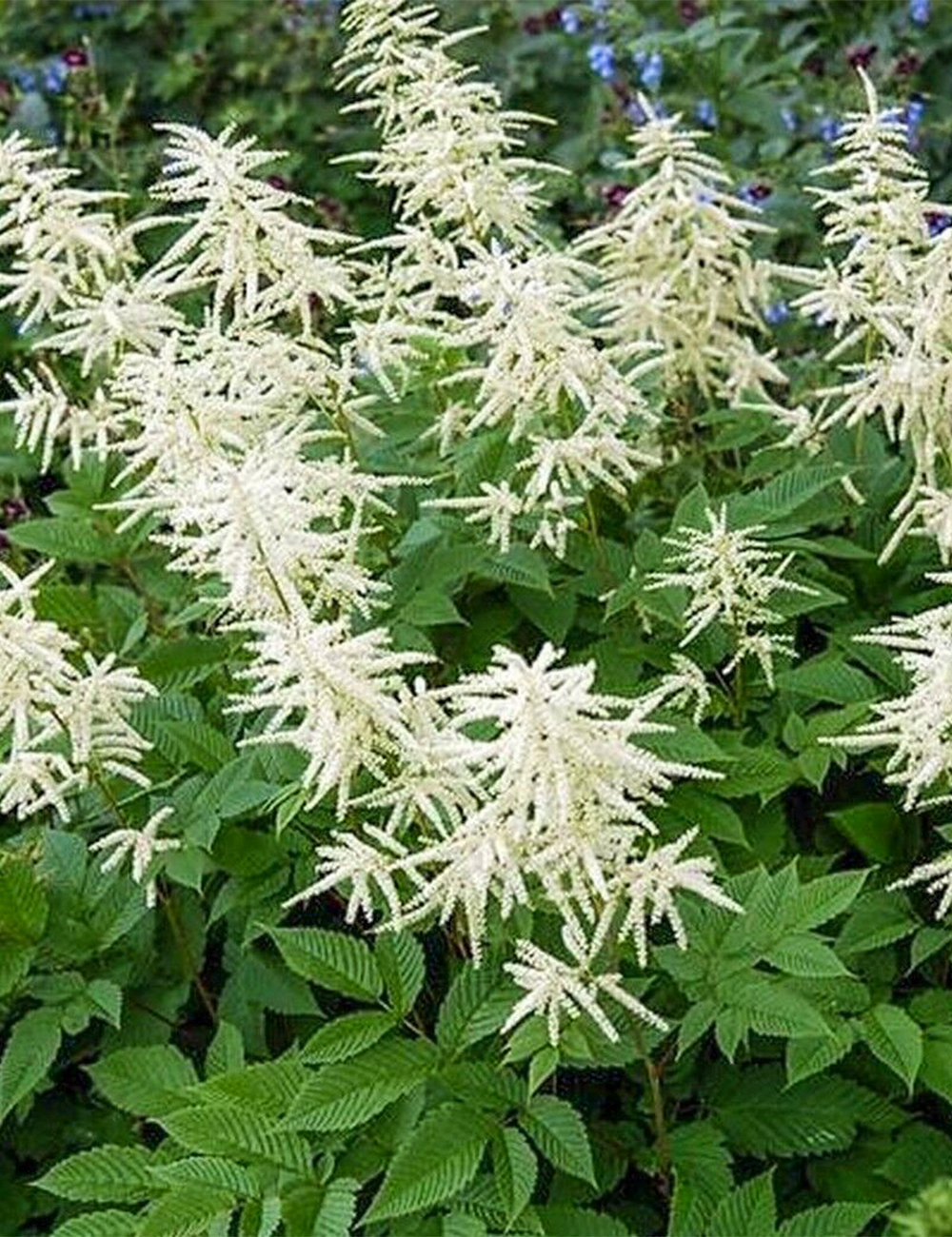 Aruncus Goats Beard