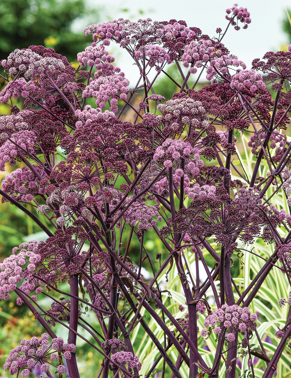 Angelica 'Vicar's Mead'