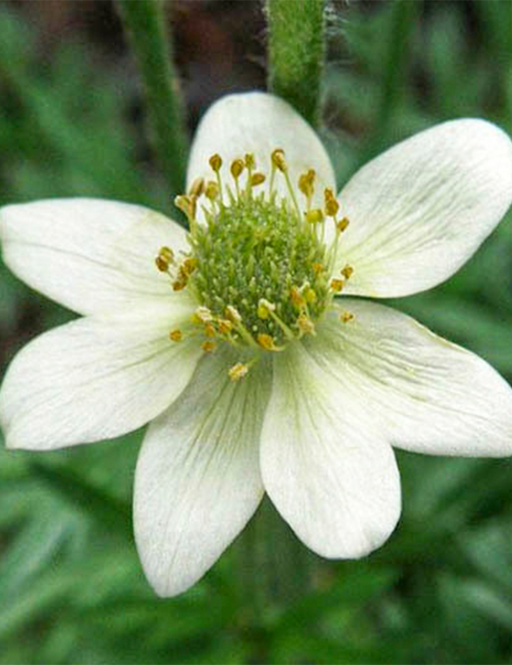 Himalayan Windflower