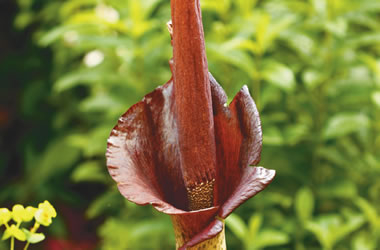 ( ) Voodoo Lily 'Konjac'