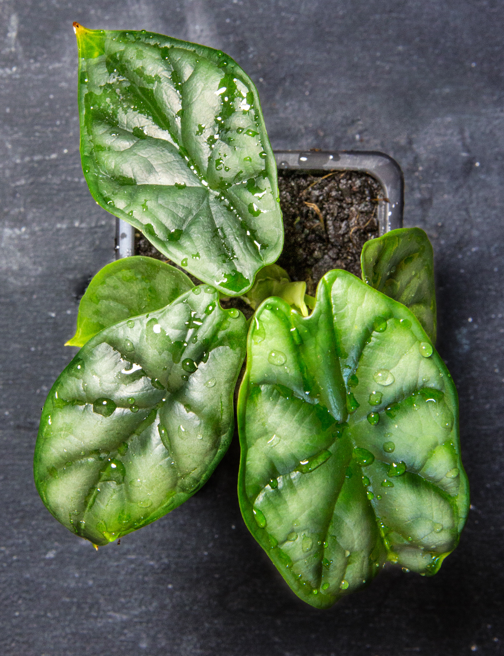 Alocasia 'Dragon Scale'