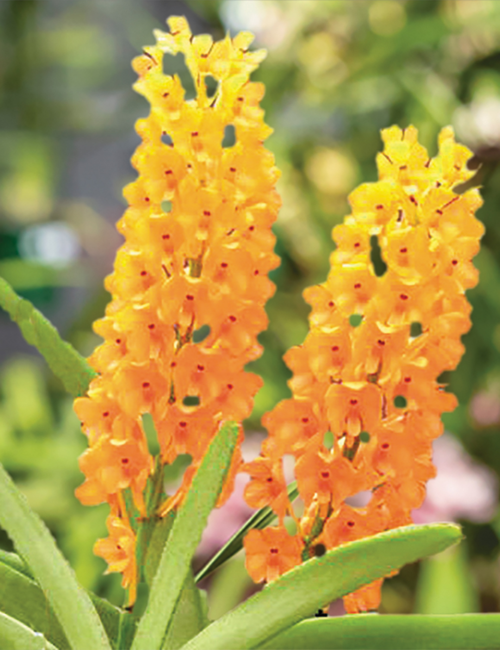 Miniature Vanda Orchid