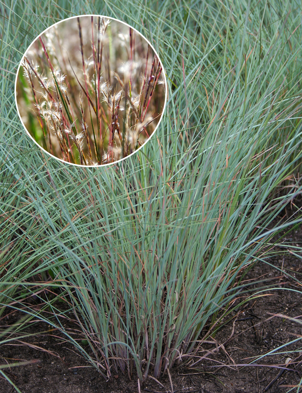 Little Bluestem 'Blaze'