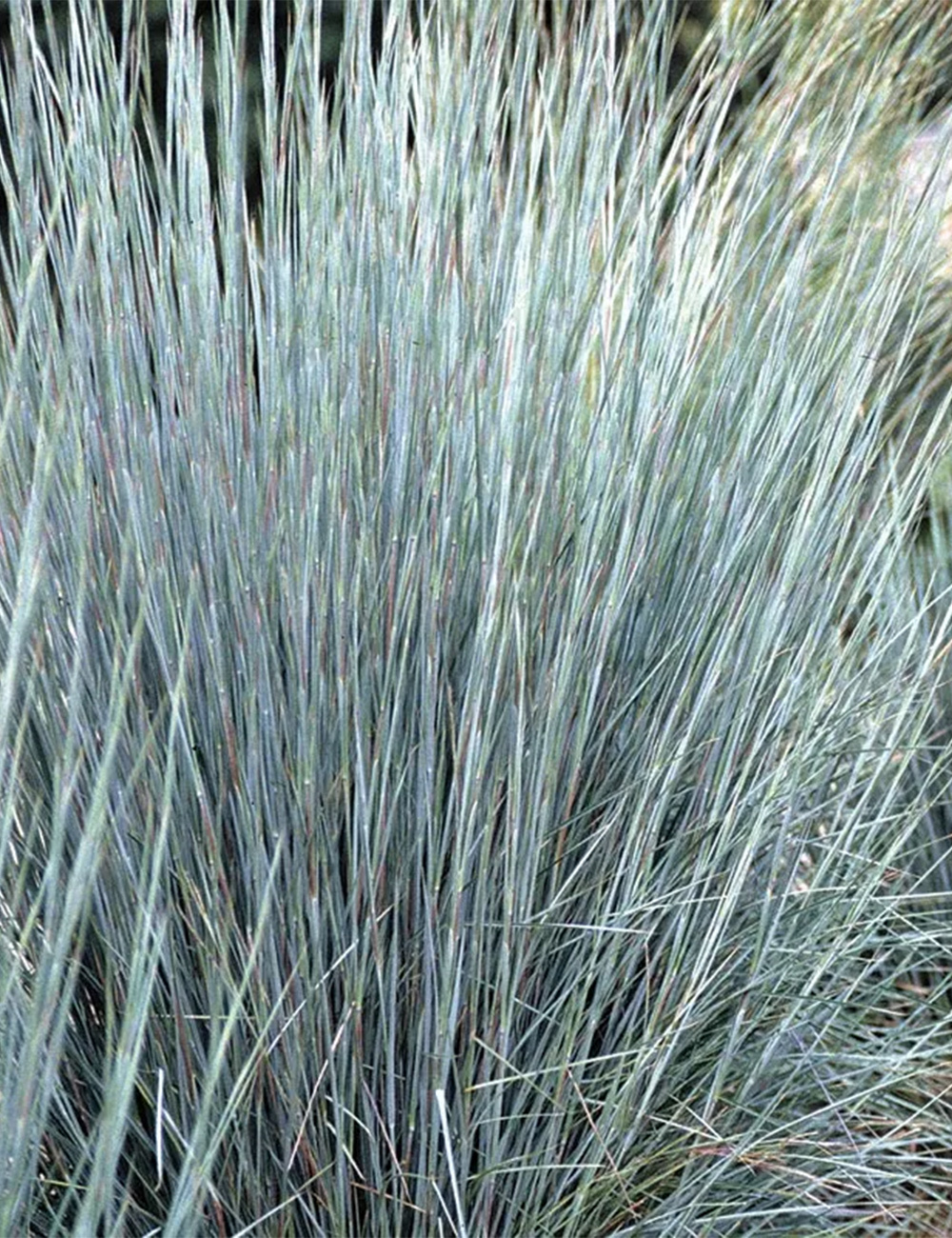 Broomsedge Prairie Blues