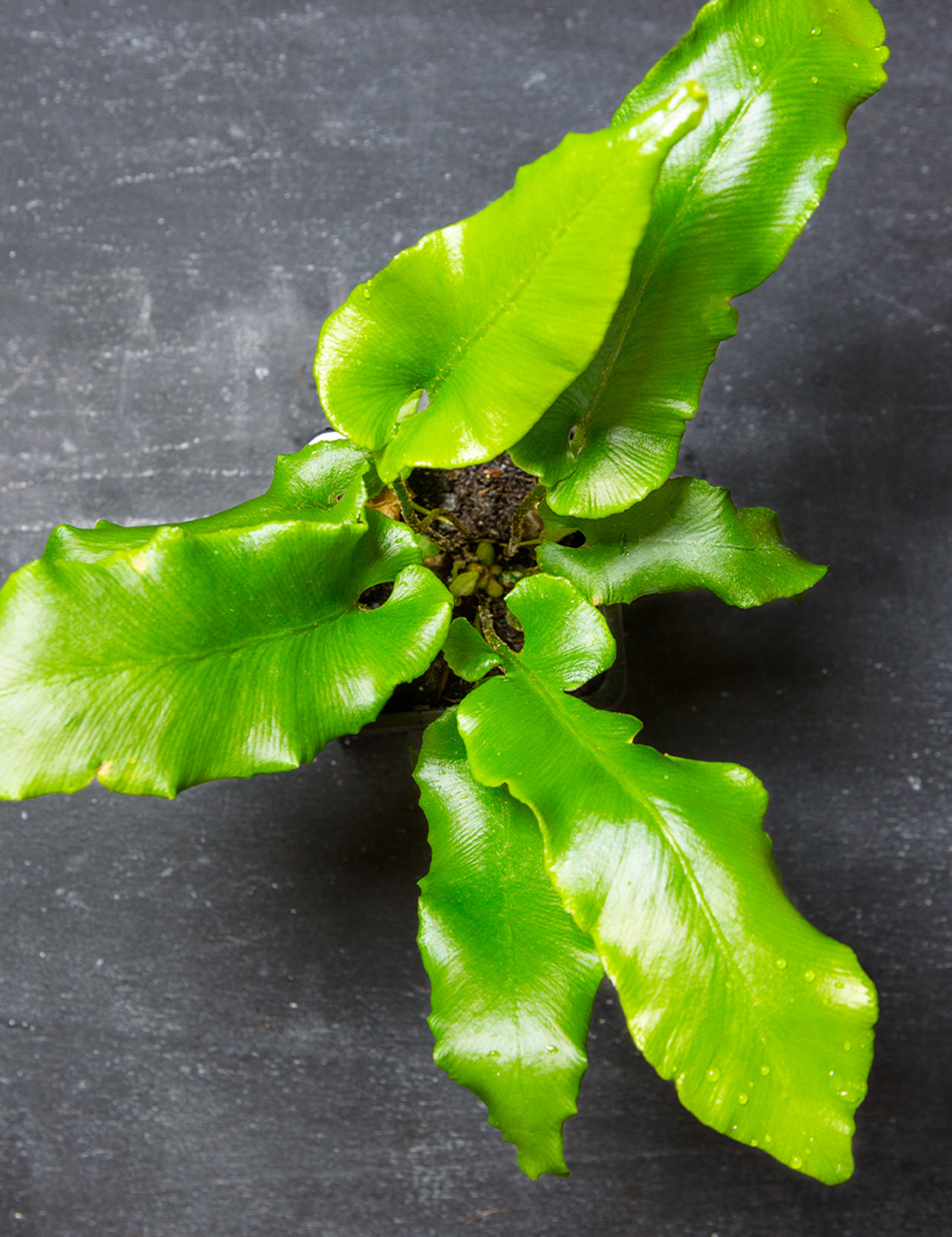 Asplenium Hart's Tongue