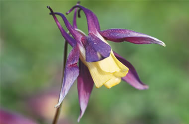 Aquilegia Calimero