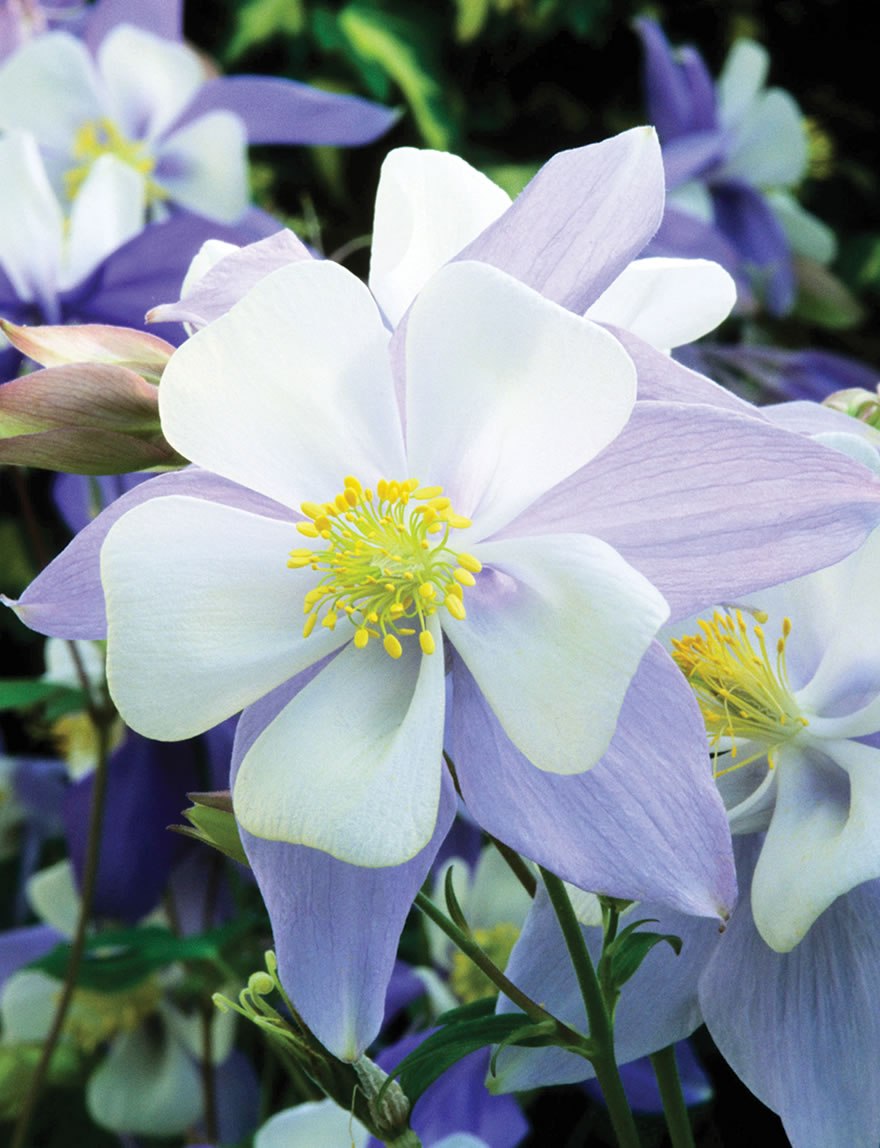 Aquilegia Songbird Bluebird