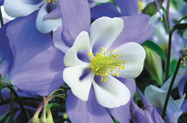 Aquilegia Songbird Bunting