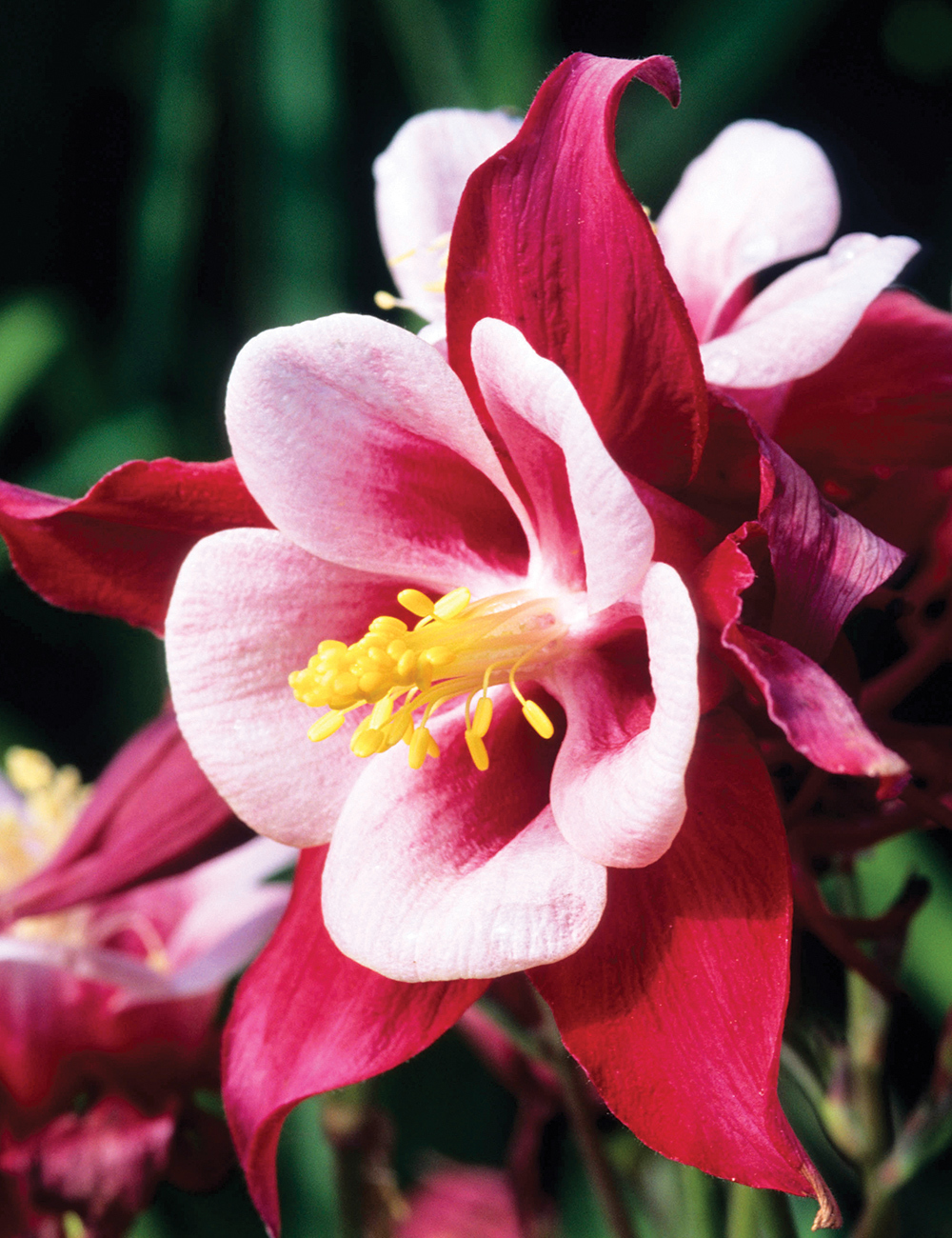 Aquilegia Songbird Cardinal