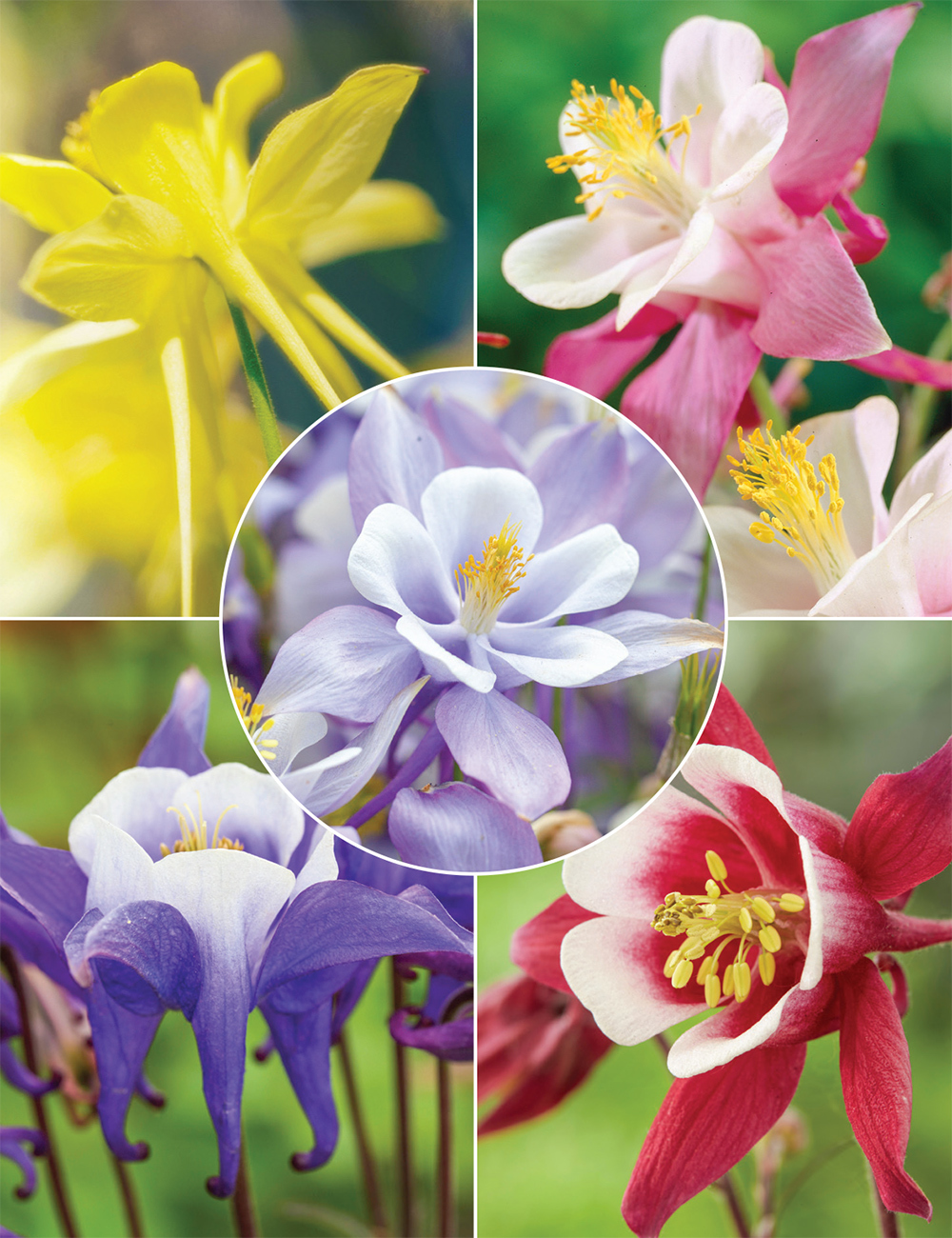 Kirigami Aquilegias Collection