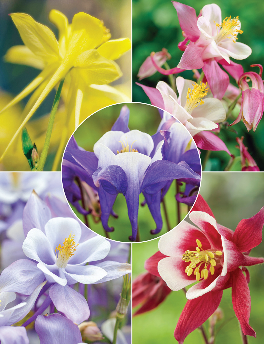 Aquilegia Kirigami (reduced) Collection