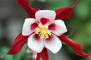 Aquilegia Crimson Star