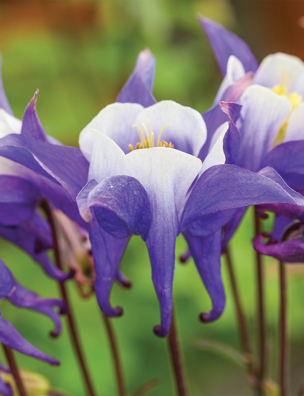 Kirigami Aquilegia 'Dark Blue and White'