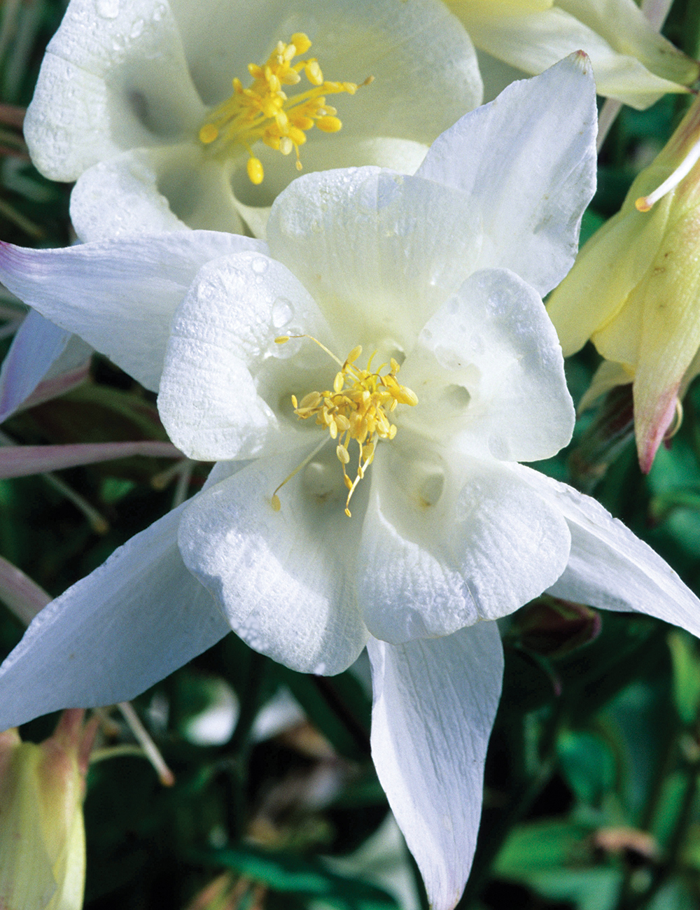 Aquilegia Songbird Dove