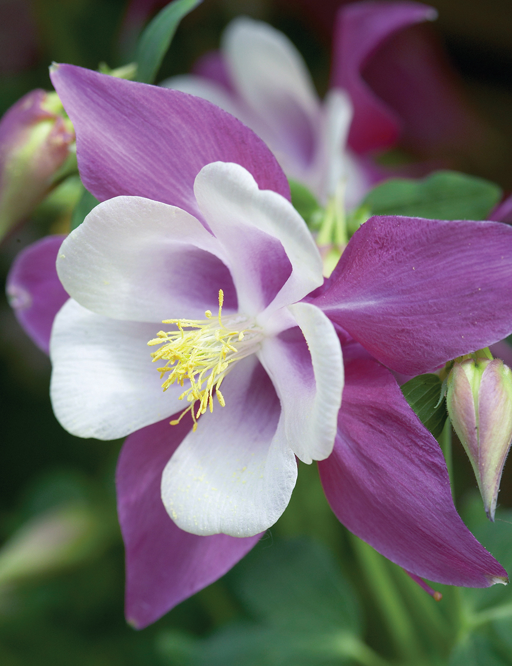 Aquilegia Songbird Nightingale