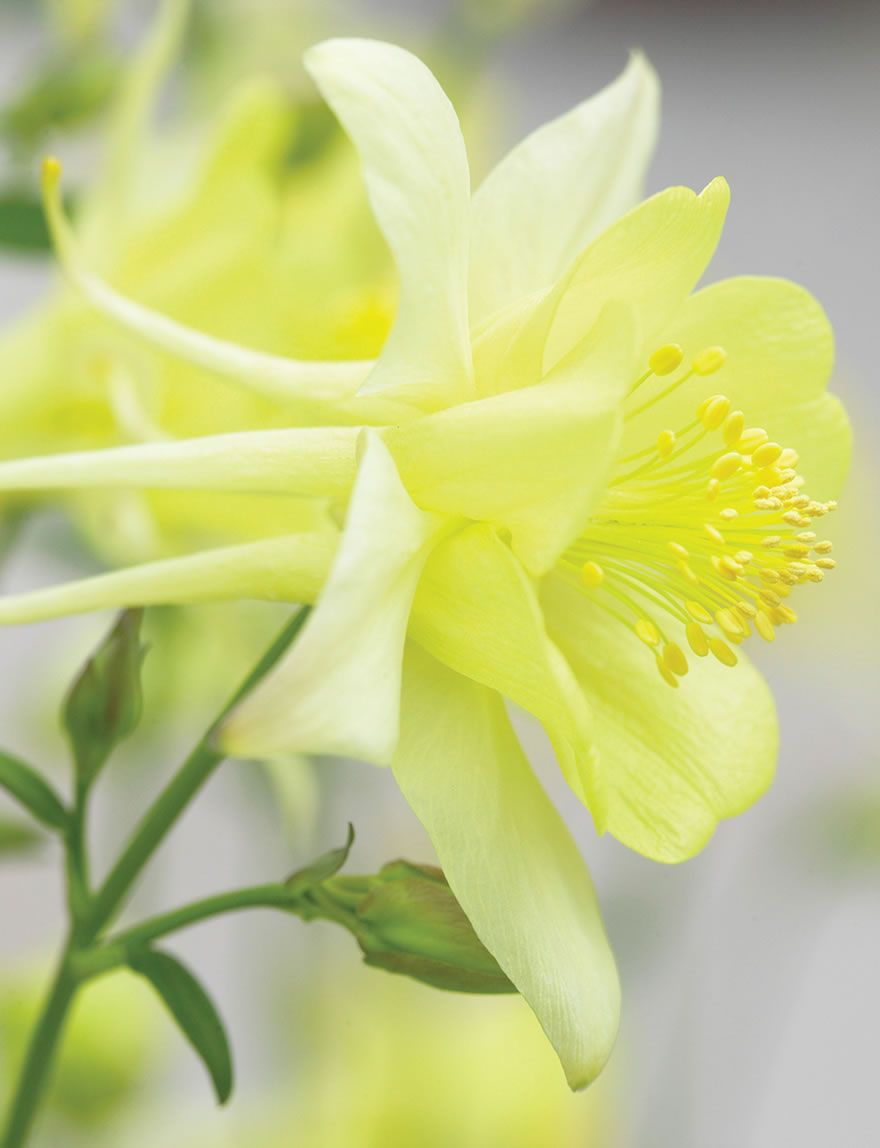 Aquilegia Songbird Gold Finch