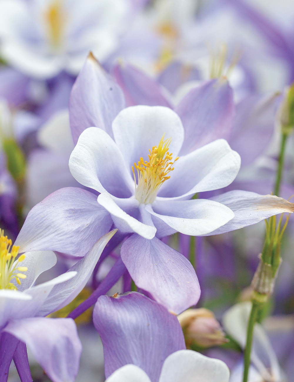 Kirigami Aquilegia 'Light Blue and White'