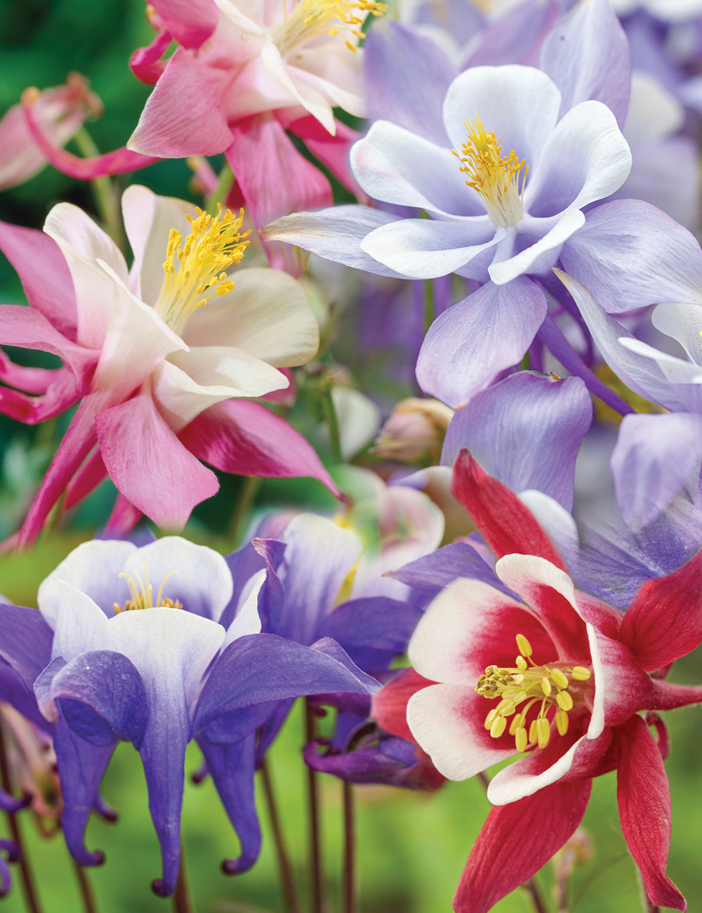 Aquilegia Kirigami Mixed