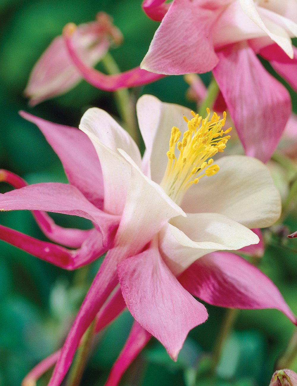 Kirigami Aquilegia 'Rose Pink and White'