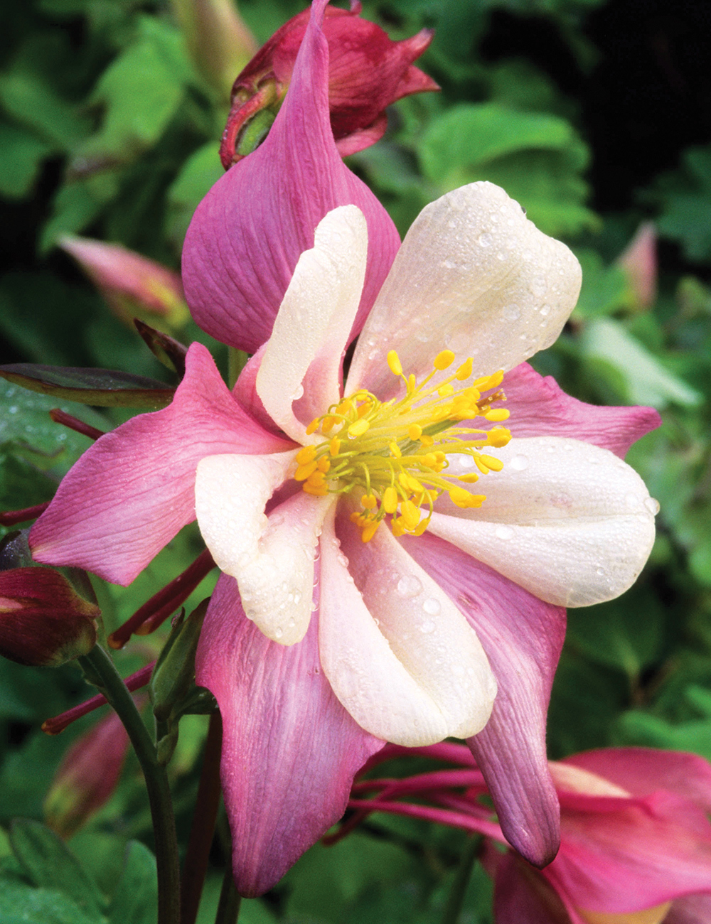 Aquilegia Songbird Robin