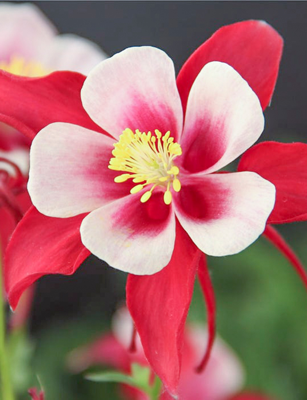 Aquilegia Red Hobbit