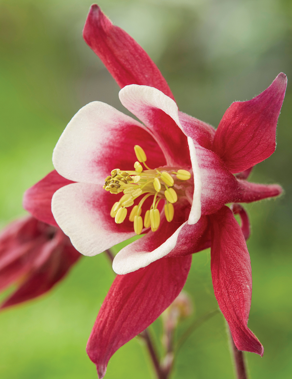 Kirigami Aquilegia 'Red and White'