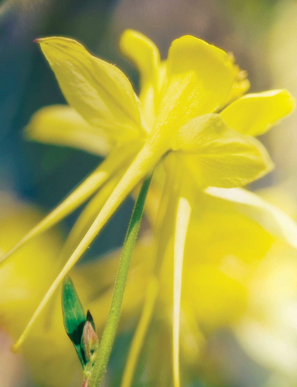 Kirigami Aquilegia 'Yellow'