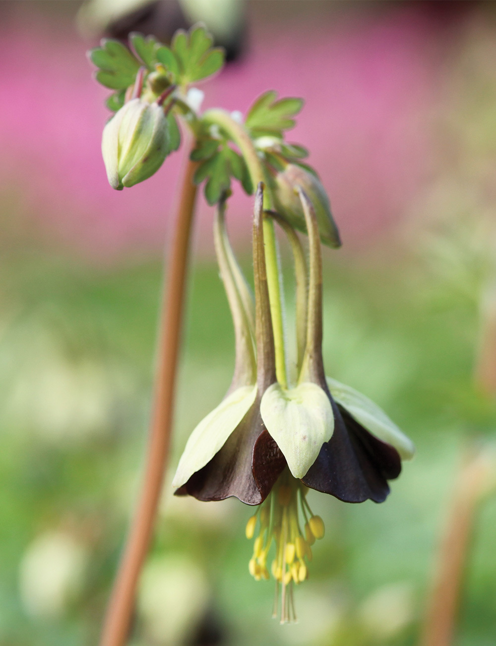 Aquilegia 'Chocolate Soldier'